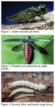 EAB