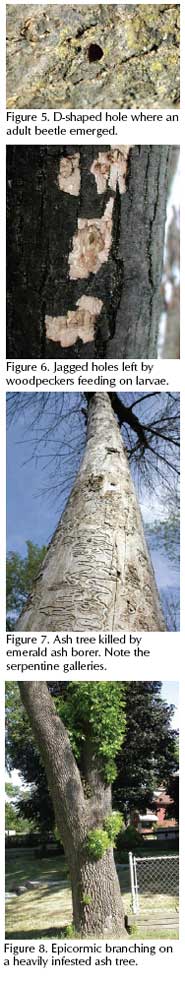 EAB