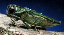 EAB