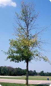 Tree Services