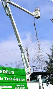 Tree Removal