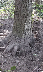 Root Aeration