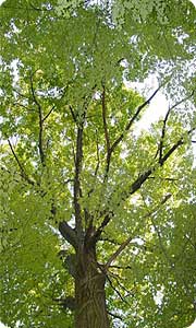 Tree Services